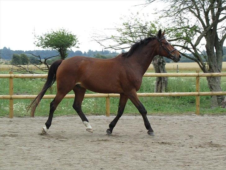 Dansk Varmblod Zikzak billede 3