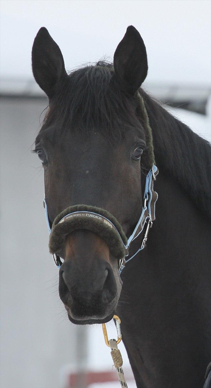 Dansk Varmblod Lobergs Armani billede 3