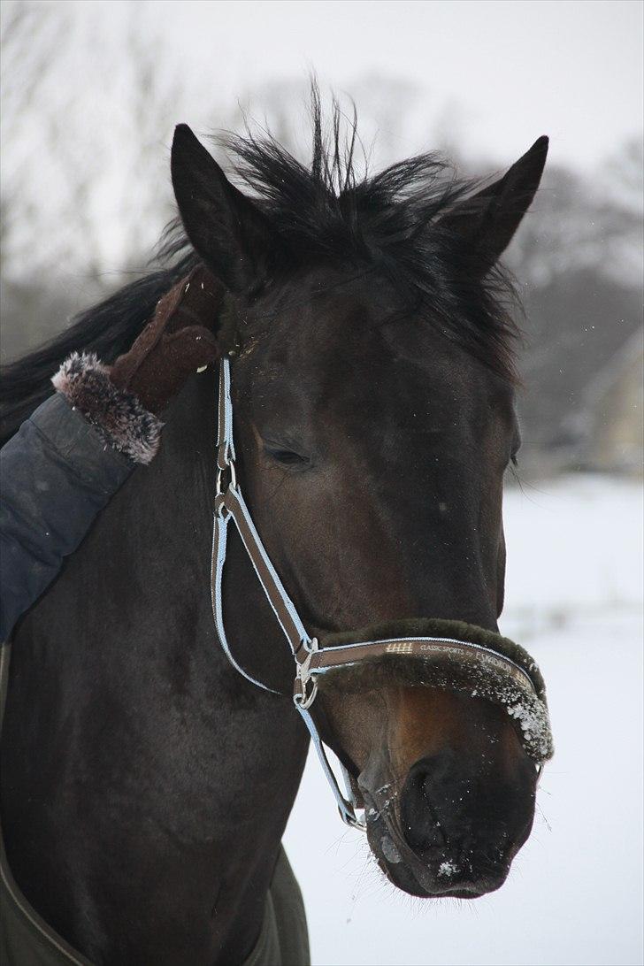 Dansk Varmblod Lobergs Armani - Man er lidt træt, når man kun er en lille hvalp. billede 5
