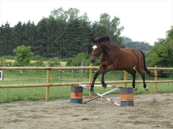 Dansk Varmblod Zikzak - løs springning på egen ridebane billede 4