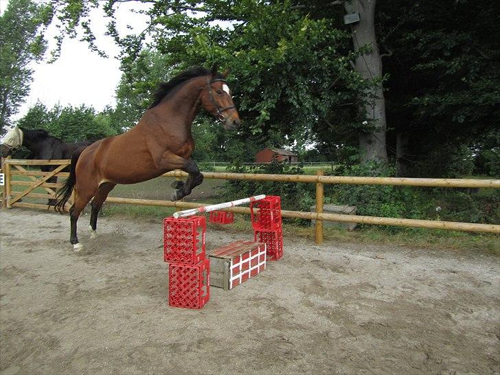 Dansk Varmblod Zikzak billede 5