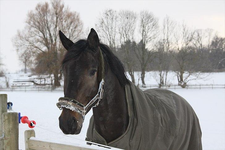 Dansk Varmblod Lobergs Armani billede 6