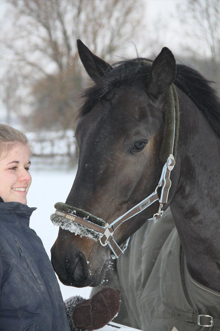 Dansk Varmblod Lobergs Armani billede 7