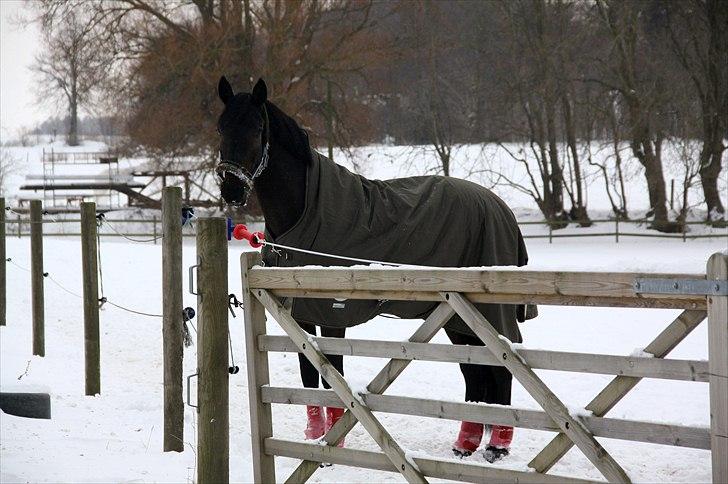 Dansk Varmblod Lobergs Armani billede 8