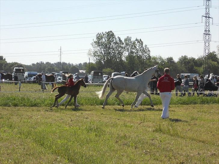 Dansk Varmblod *Laika <33 - Til mønstring med føl. Roskilde Dyrskue 2010 billede 5