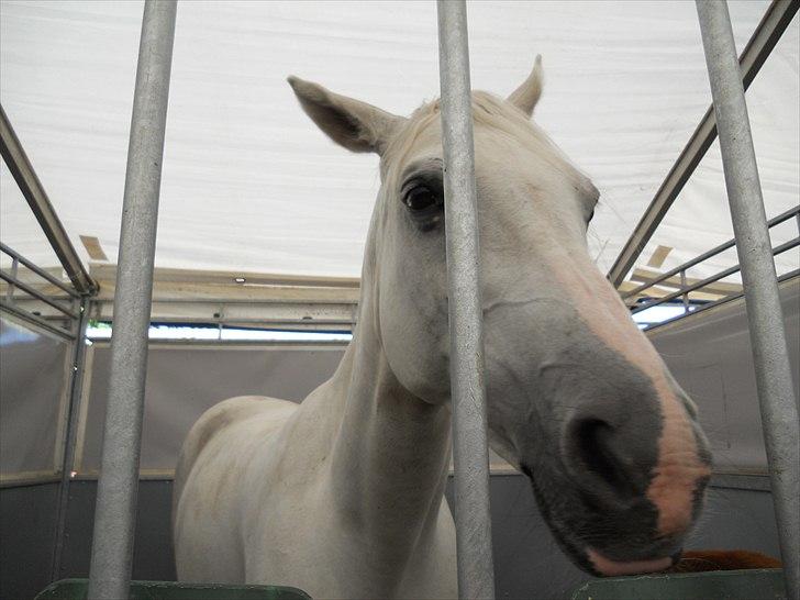 Dansk Varmblod *Laika <33 - Laika i boksen ved Roskilde Dyrskue 2010 billede 6