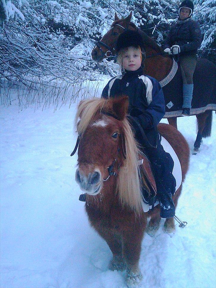 Shetlænder Lotta billede 14