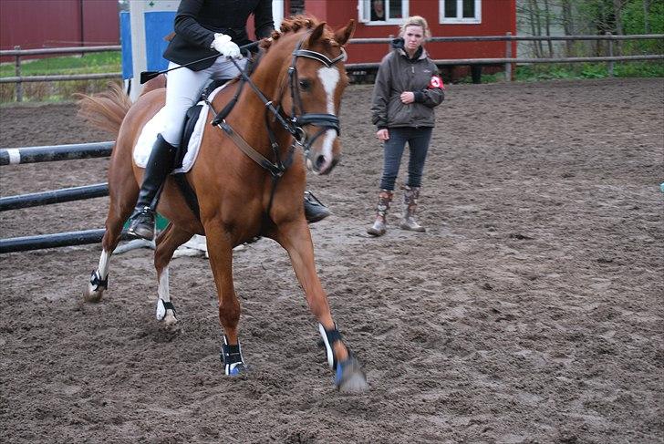 DSP Tesoro - Smukke Teso i firspring ... <3 billede 13