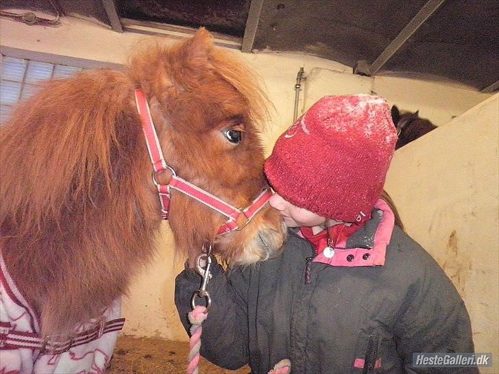 Miniature Lille Boysen (Trouble) - Mys, mys :-* billede 14