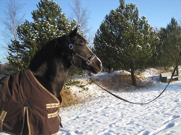Welsh Cob (sec D) Dynamite Joy - Joy i sneen ( : Med sin fine nye grime hun har fået i julegave : D Foto: Line billede 16