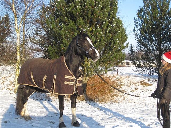 Welsh Cob (sec D) Dynamite Joy - Joy i sneen : D Foto Line billede 17