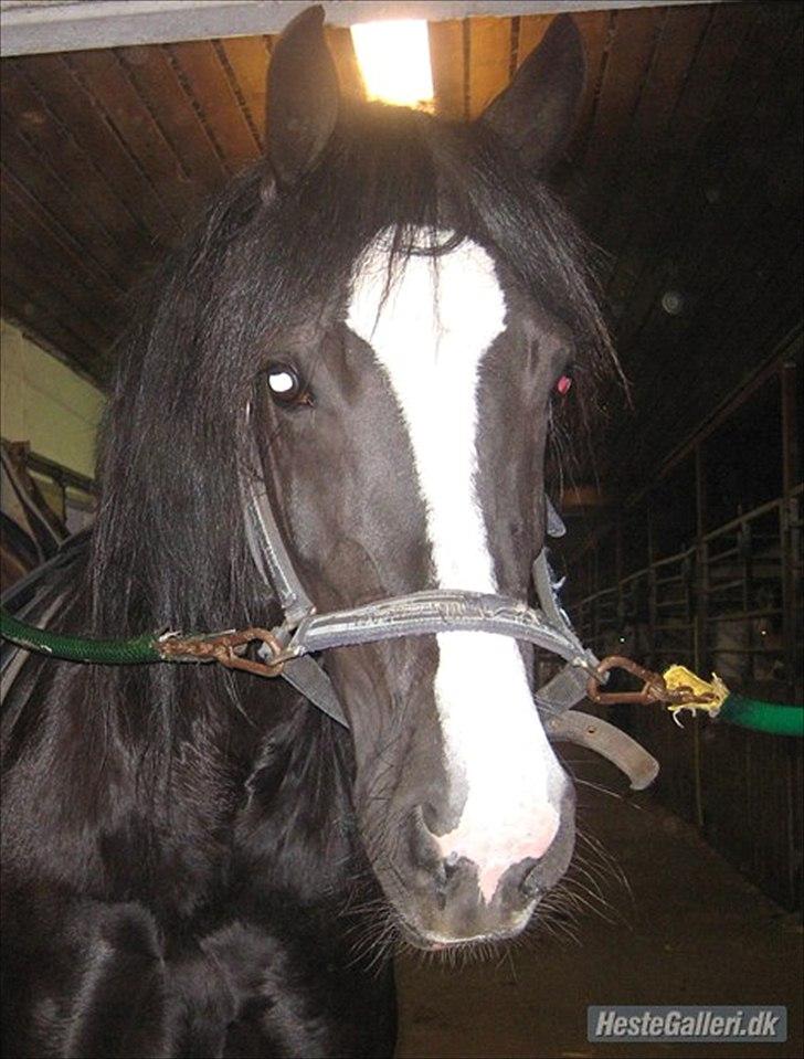 Welsh Cob (sec D) Dynamite Joy - Joy på staldgangen Foto: Inge billede 18