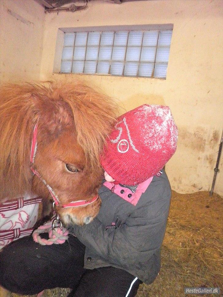 Miniature Lille Boysen (Trouble) - Kærlighed <3  billede 4