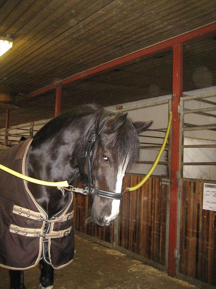 Welsh Cob (sec D) Dynamite Joy - Tigge, Tigge : P Foto: Mig billede 8