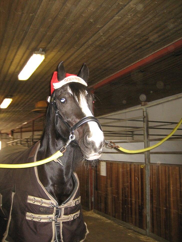 Welsh Cob (sec D) Dynamite Joy - Smuksak med nissehue : D Foto: Mig billede 19