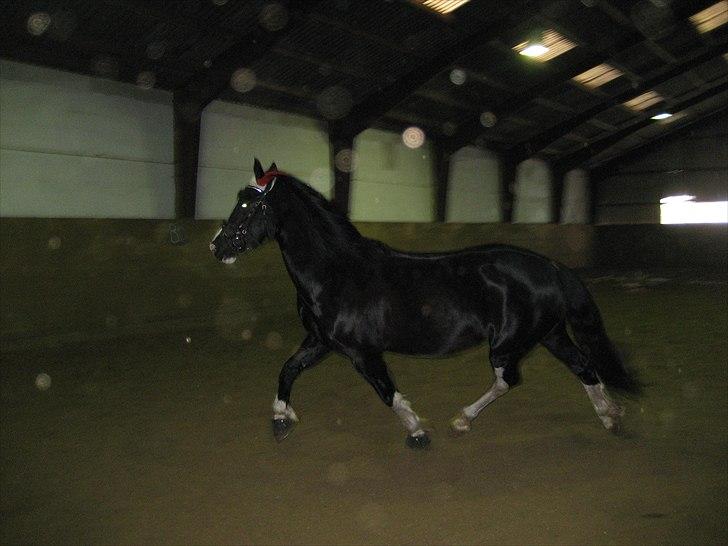 Welsh Cob (sec D) Dynamite Joy - Joy i hallen ( : Foto: Mig billede 20