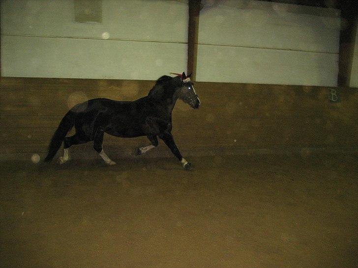 Welsh Cob (sec D) Dynamite Joy - Joy i hallen ( : Foto: Mig billede 9