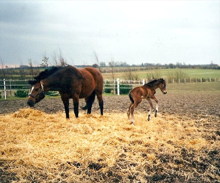 Dansk Varmblod BABY <3 - Baby 1 dag gammel. Allerede et BULDREHOVED billede 8