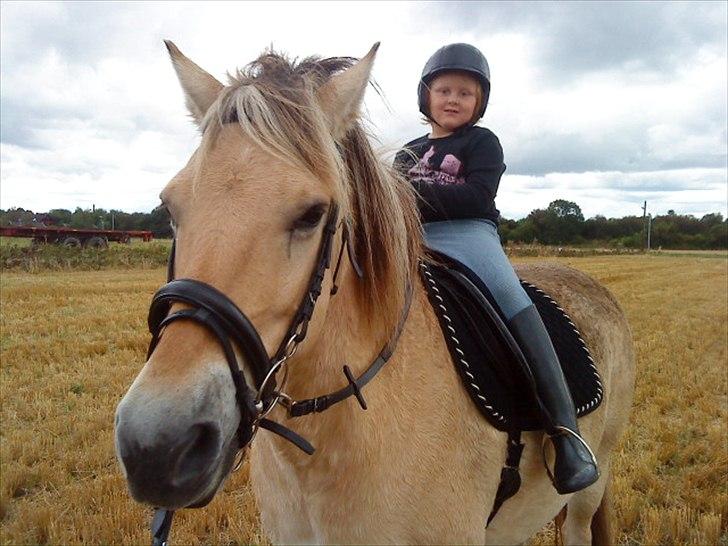 Fjordhest Hanibal Hansen billede 6