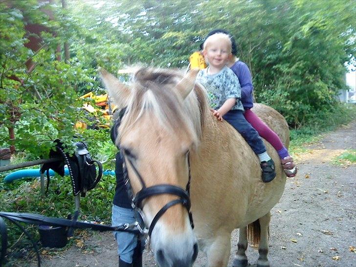 Fjordhest Hanibal Hansen billede 8