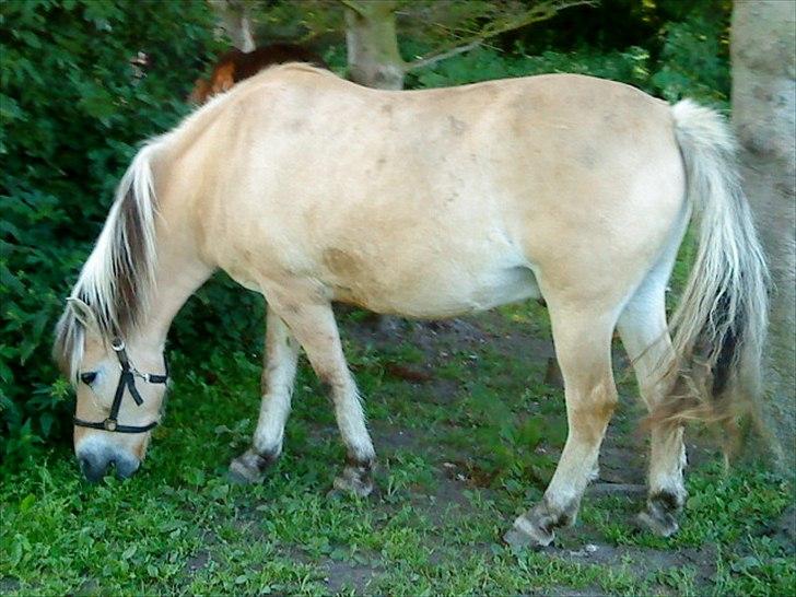 Fjordhest Hanibal Hansen billede 10