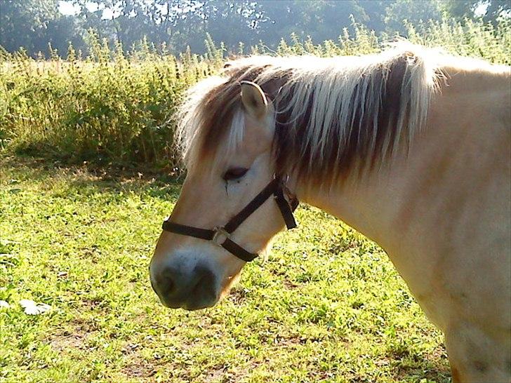 Fjordhest Hanibal Hansen billede 12