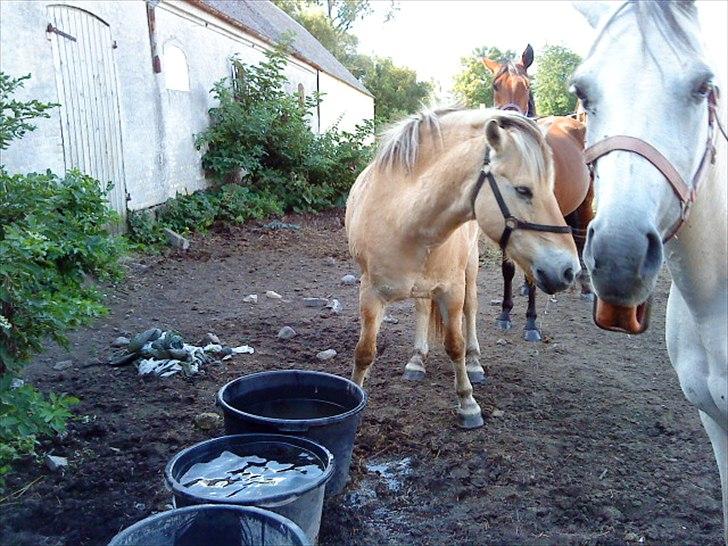 Fjordhest Hanibal Hansen billede 13