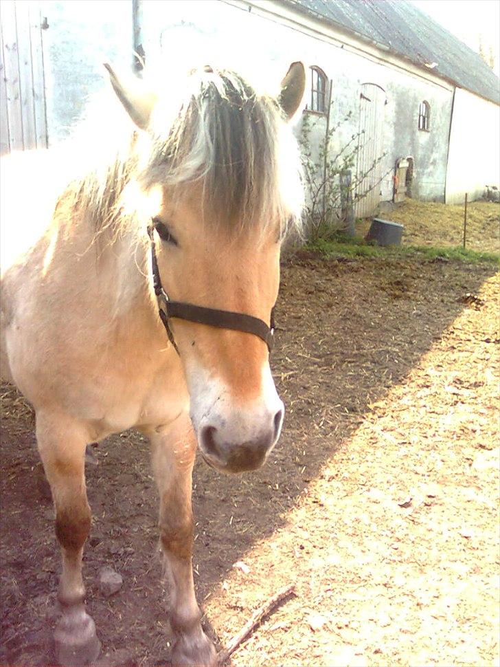 Fjordhest Hanibal Hansen billede 15