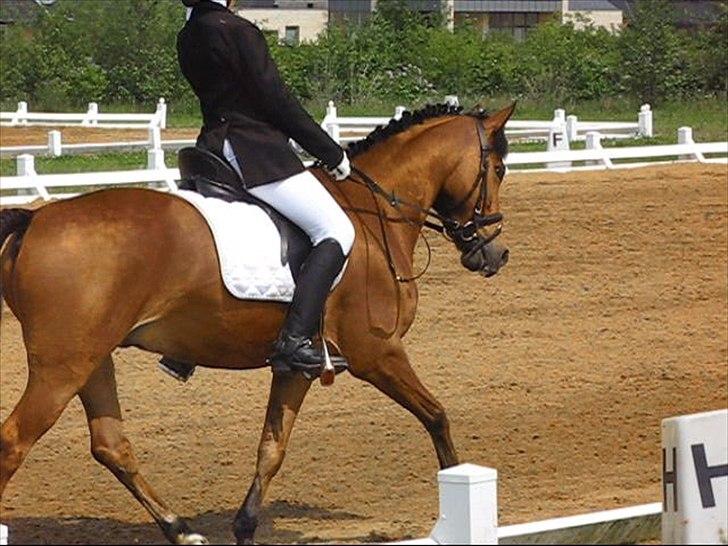 DSP Anton  billede 6