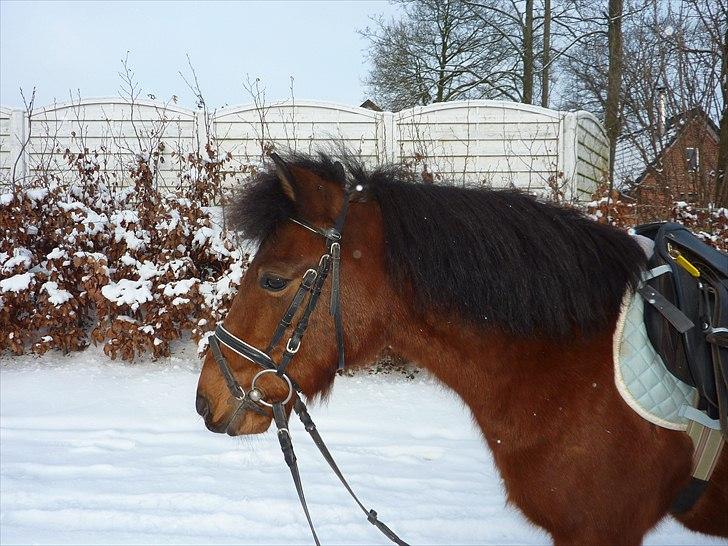 Anden særlig race Thanehøjs Mads billede 22