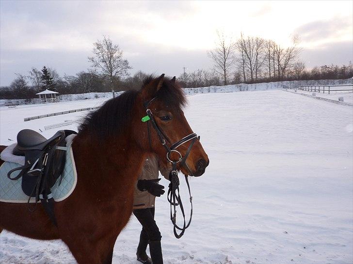 Anden særlig race Thanehøjs Mads billede 23