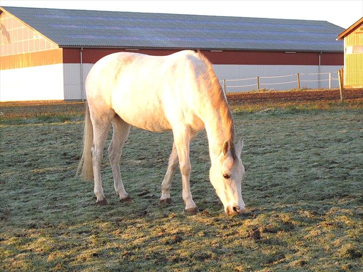 Tysk Sportspony Nikita R.I.P - Et af de sidste billeder vi fik af Nikita.  billede 10