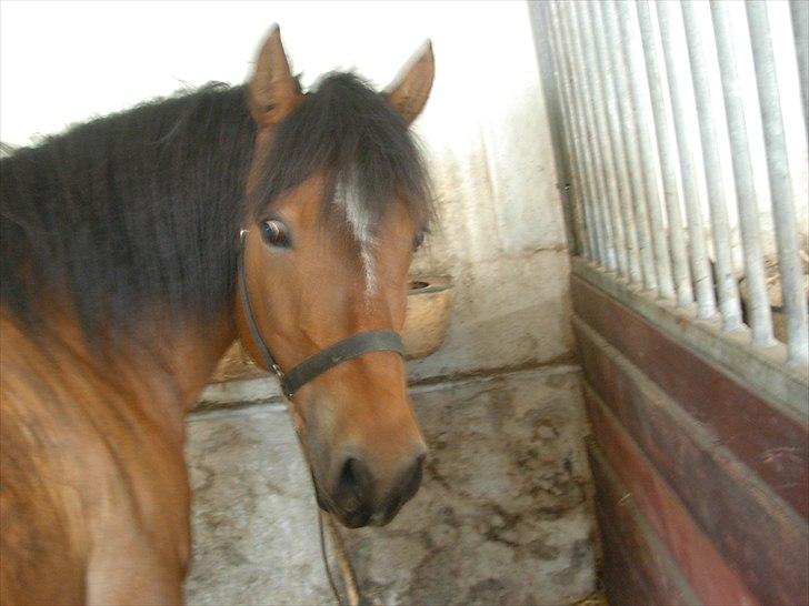 New Forest Cindy |har redet | solgt - Nurh<3 - 21. apr. 2011 billede 5