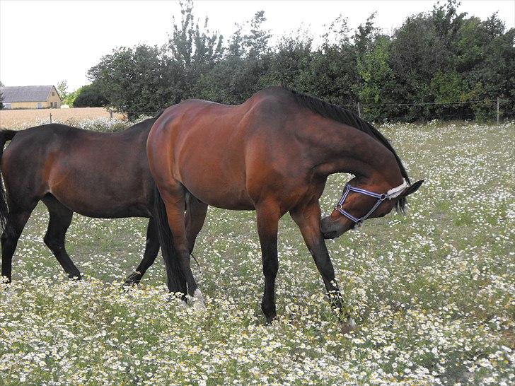 Anden særlig race Vassago HIMMELHEST - Sommer 2010 billede 12