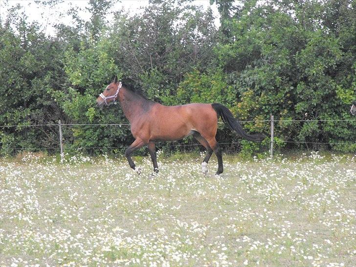 Anden særlig race Vassago HIMMELHEST - Sommer 2010 billede 13