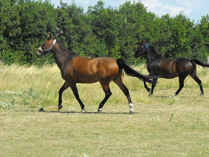 Anden særlig race Vassago HIMMELHEST - Zag og hans dame Kiwi.. billede 14