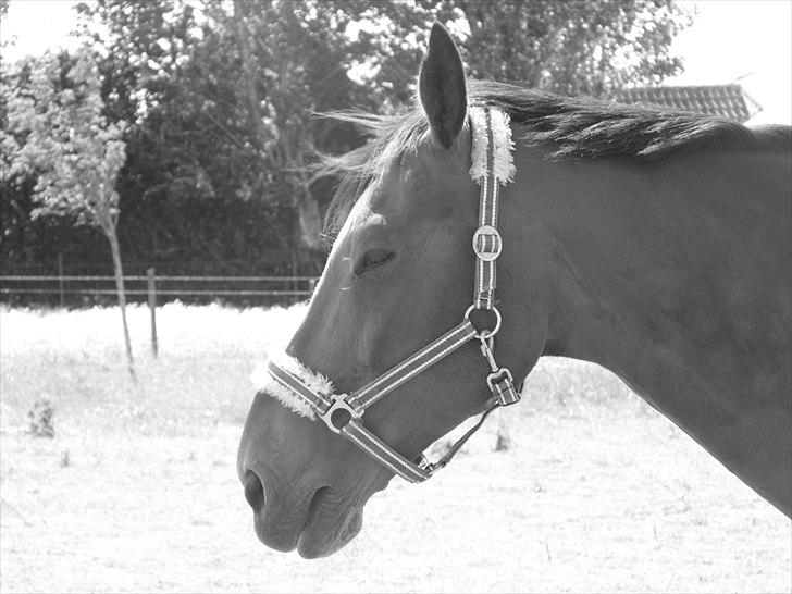 Anden særlig race Vassago HIMMELHEST - Sommer 2010.. Lillesøster var fotograf..  billede 16