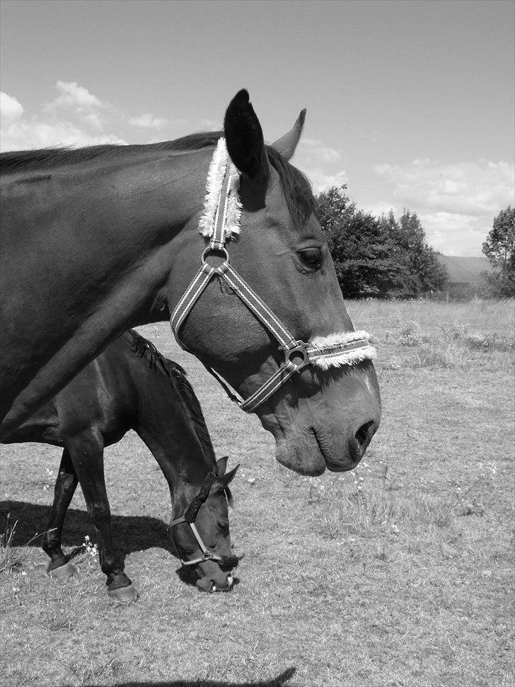 Anden særlig race Vassago HIMMELHEST - Sommer 2010.. Lillesøster var fotograf..  billede 18