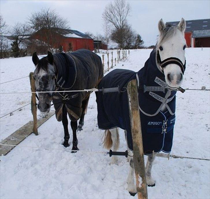 Welsh Pony (sec B) Korreborgs Rollo * SOLGT* - Rollo og Perfect i sne den 26.12.2010 billede 2