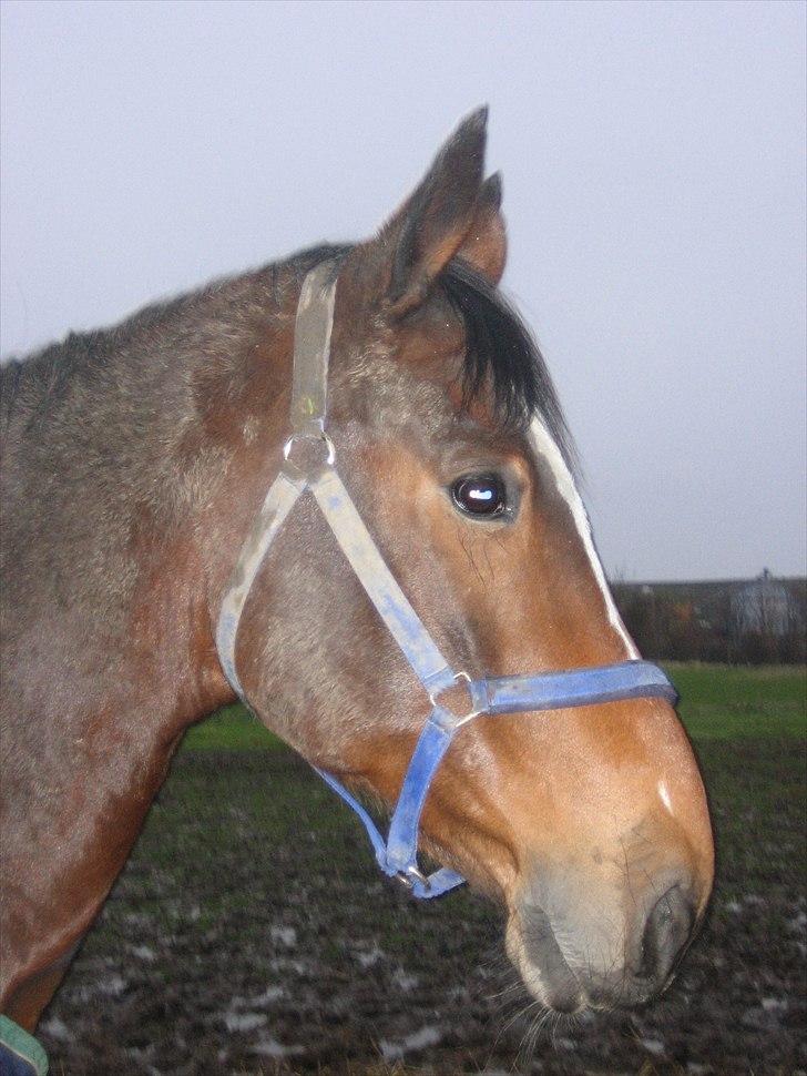 Anden særlig race Vassago HIMMELHEST - Vinter 2007 billede 19
