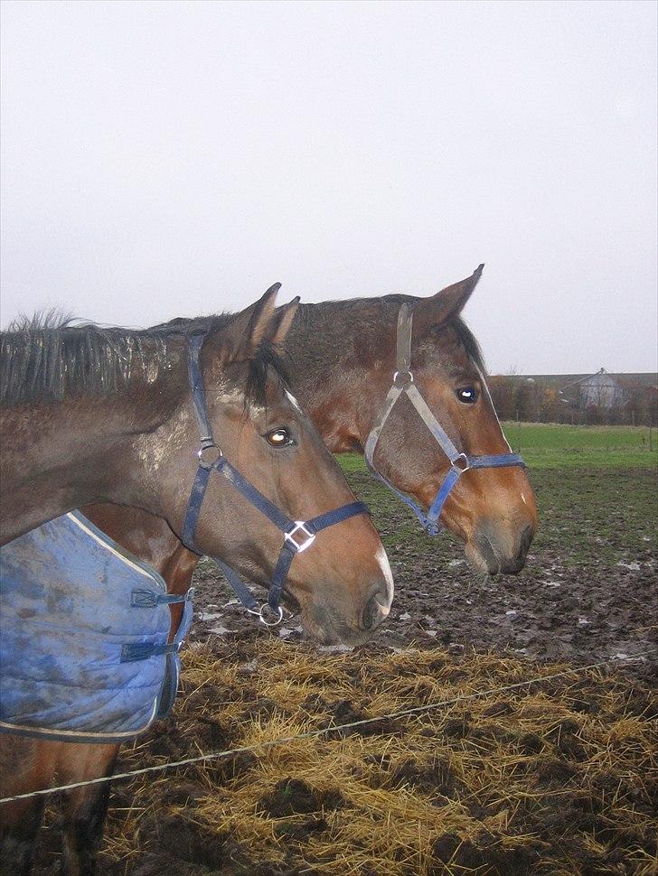 Anden særlig race Vassago HIMMELHEST - Zag og hans daværende ven Logos Izmir.. R.I.P. billede 20