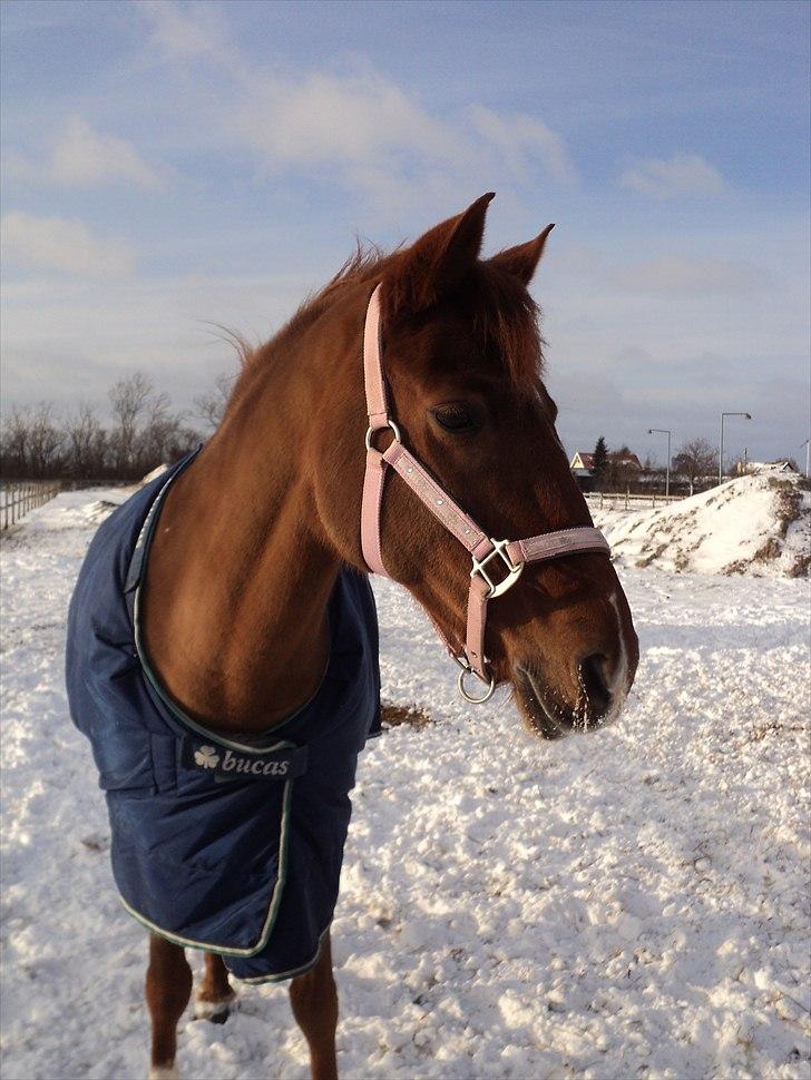 Hollandsk Sportspony Chanell S - Nelle på folden 25/12-2010 billede 6