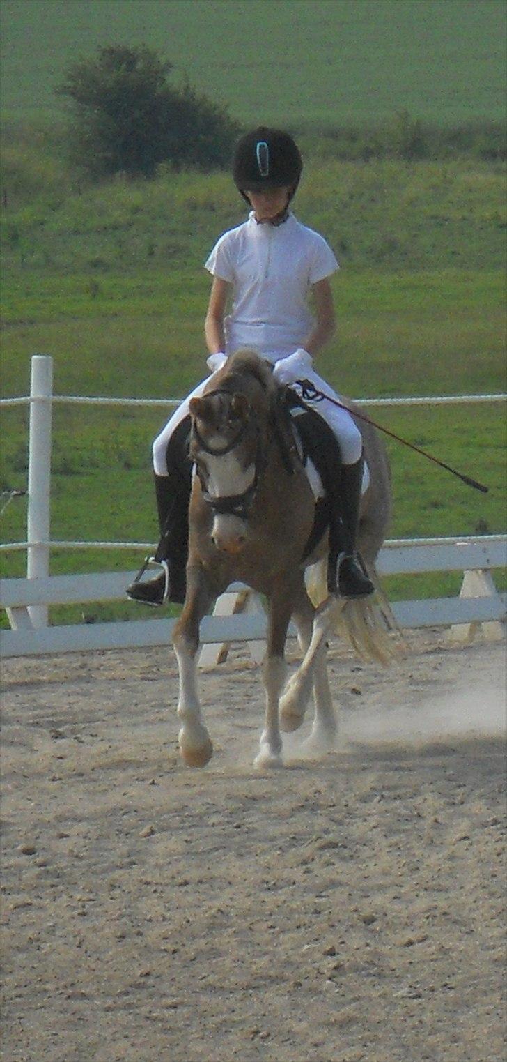 Welsh Partbred (Sec F) Finessa - smukke finessa til stævne en  varm sommer dag!!!!!!!!!!!!!!!!!!!!!!!!!!!!!!!!!!!!!!!!!!!!!!!!!!!! billede 1