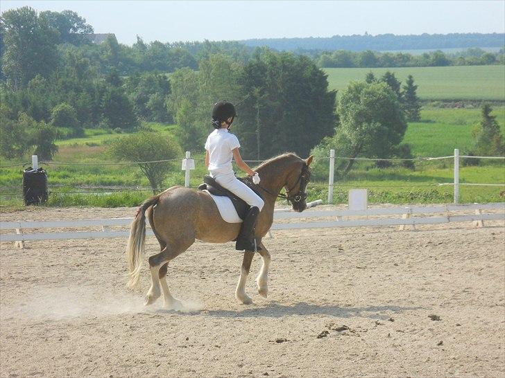 Welsh Partbred (Sec F) Finessa - finessa går godt til stævne  billede 2