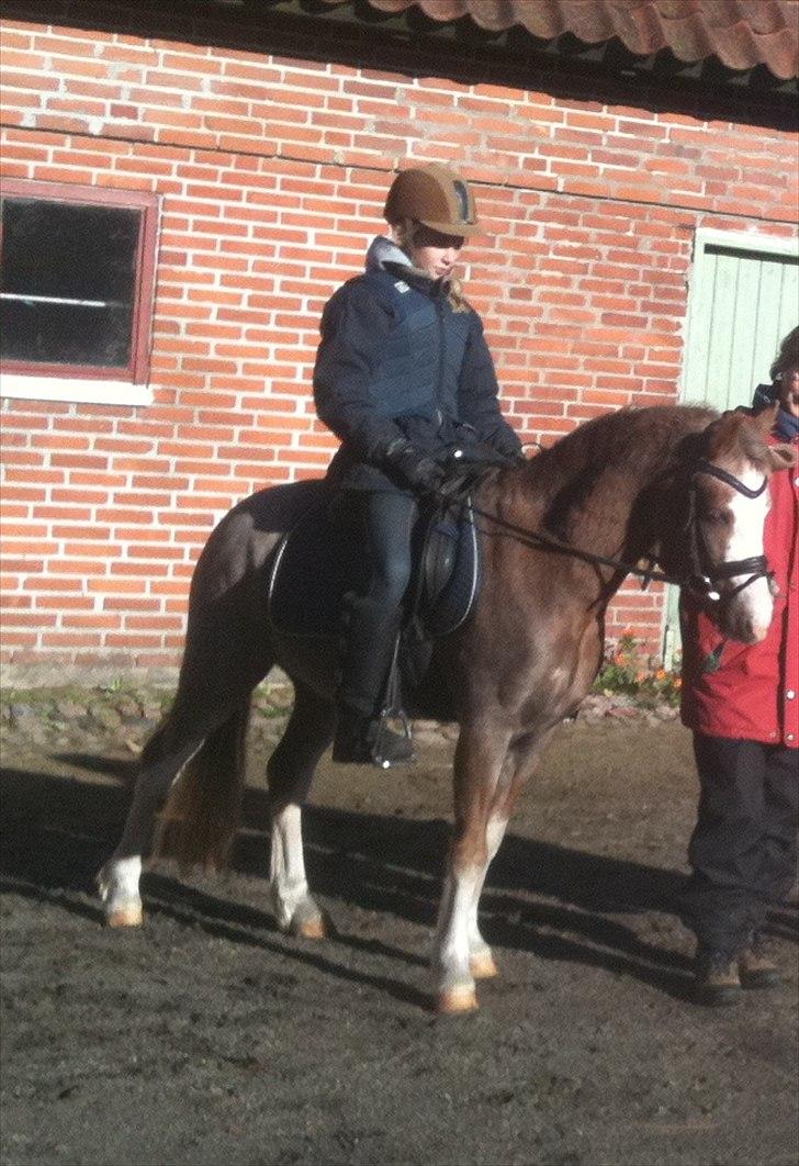 Welsh Partbred (Sec F) Finessa - finessa efter løbe tur. ferie i århus billede 3