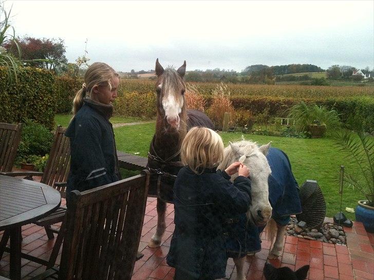 Welsh Partbred (Sec F) Finessa - finessa på tarassen i århus billede 4