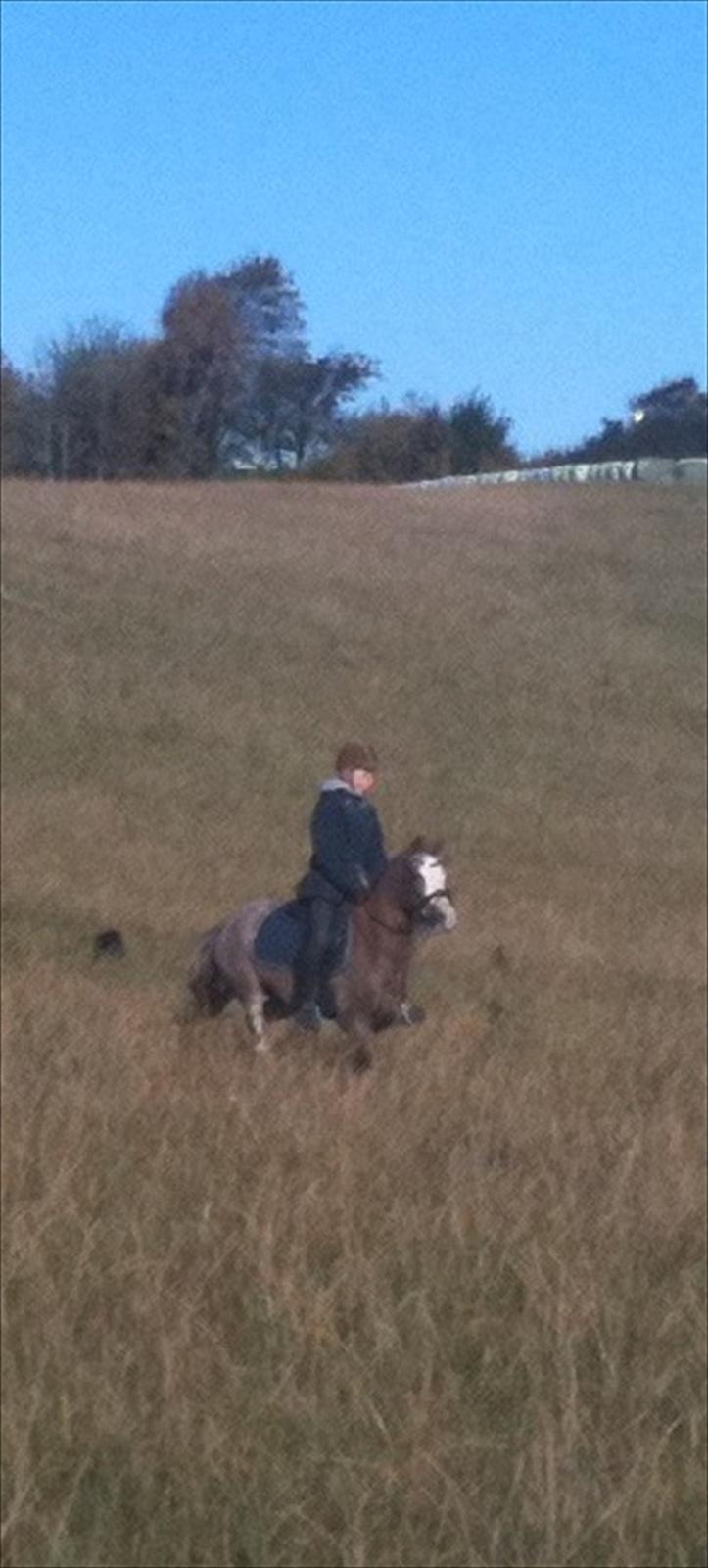 Welsh Partbred (Sec F) Finessa - finessa i fuldt galop udover marken med  hund i baggunden billede 5