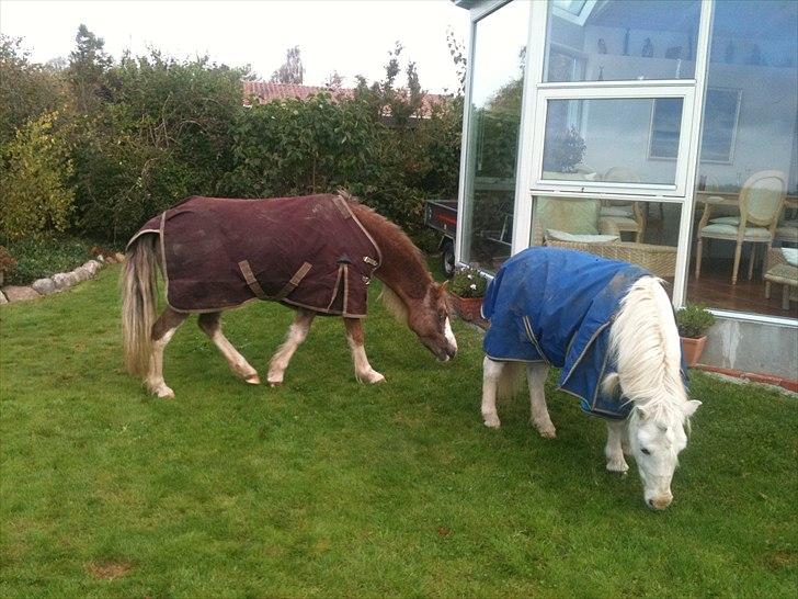 Welsh Partbred (Sec F) Finessa - finessa i århus med sin lille kæreste !!!! billede 6