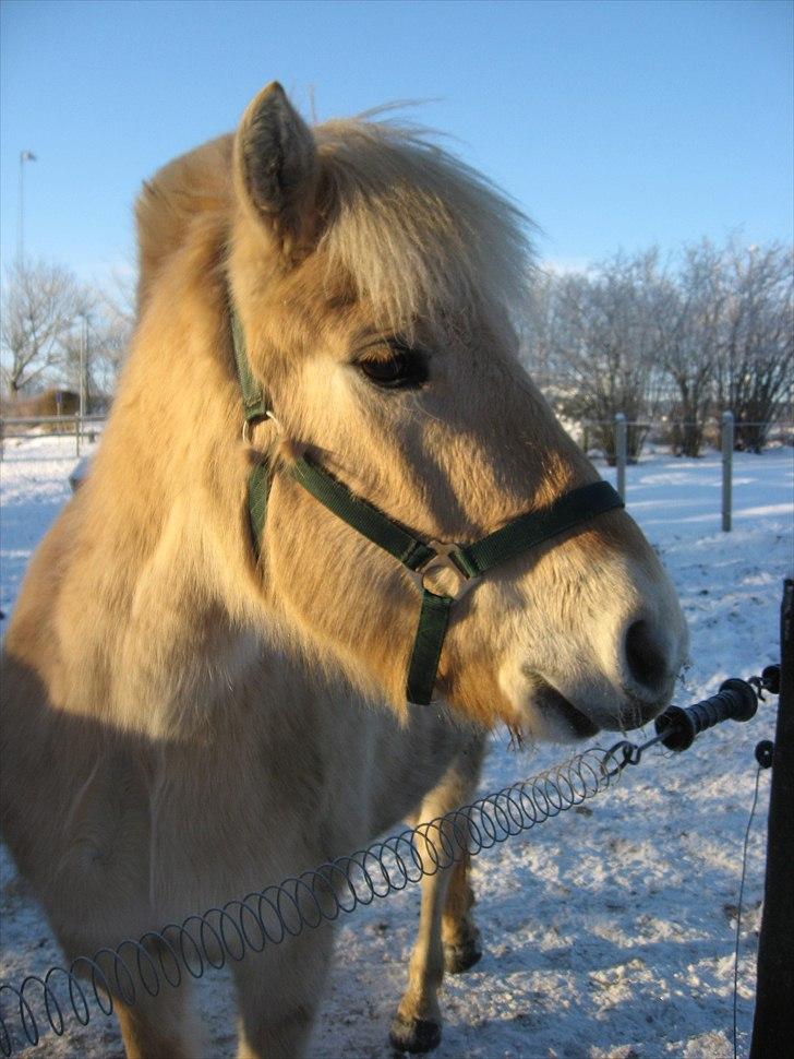 Fjordhest Landevejens Kamille - Der kommer flere og bedre billeder i løbet af julen ;-) billede 2