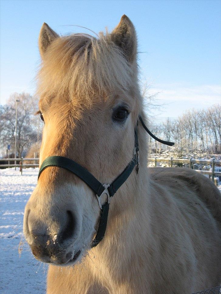 Fjordhest Landevejens Kamille billede 3